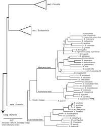 Image result for Crabbea kaessneri
