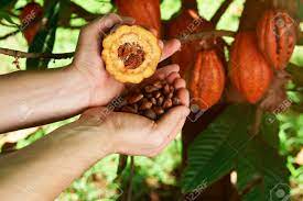 Check spelling or type a new query. Cacao Fruit In Farmer Hands Close Up On Natural Cocoa Tree Background Stock Photo Picture And Royalty Free Image Image 93855721