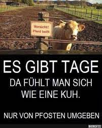 bildergebnis fur man sagt nicht mehr blode kuh spruche witzige bilder spruche und witzige spruche