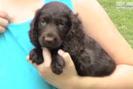 Some boykin spaniel puppies for sale may be shipped worldwide and include crate and veterinarian checkup. Boykin Spaniel Dog Quotes Quotesgram