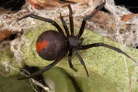 Circle the extra word in each line. 10 Most Venomous Spiders In Australia Travel Earth