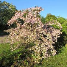 buisson de beaute pink cloud vente buisson de beaute pink cloud kolkwitzia amabilis pink cloud buisson jardins beaute