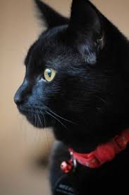 Black Cat With Golden Eyes And Red Collar Kediler Ve Yavrulari Cute Kittens Sevimli Kedi Yavrulari