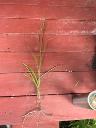 Image result for Coelorachis