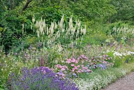 Image Black Cohosh Cimicifuga Racemosa Atropurpurea Syn Actaea Plants Beautiful Gardens Garden Borders