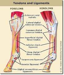 Both tendons and ligaments are dense regular connective tissue, because of its two properties: Your Horse From The Ground Up The Lower Leg Part 2
