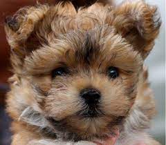 Check spelling or type a new query. Morkie Puppies Home Facebook