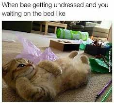 When Bae Getting Undressed And You Waiting On The Bed Like Cute Animal Pictures Cats Cute Animals