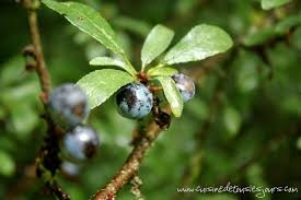 Gelee De Prunelles Sauvages Cuisine De Tous Les Jours Confiture Cuisine Sauvage Gelee