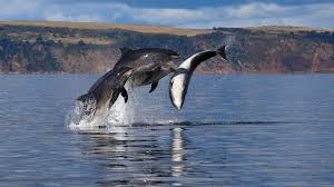 Other boutique hotels near moray firth. Dolphin Spirit Inverness Delfine Im Moray Firth Der Schottlandberater