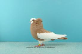 Hawaii All Breed Rabbit Club Email This Blogthis Share To Twitter Share To Facebook Share To Pigeon Pictures Animal Pictures My Pictures