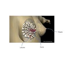 The tropic of cancer, north of the equator at 23 degrees 27 minutes, and its equivalent latitude marker, the tropic of capricorn, at the same latitude south of the equator, serve. Breast Cancer Cancerquest