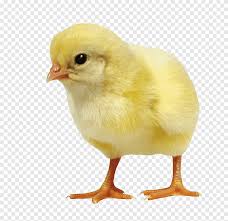 Gambar hitam putih anak ayam untuk diwarnai. Anak Ayam Cantik Indah Png Pngegg