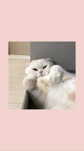 Cats have been each others companions for centuries of documented history. Cute Cat Aesthetic Wallpapers Top Free Cute Cat Aesthetic Backgrounds Wallpaperaccess