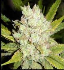 G13 haze a cannabis classic from top dutch marijuana seed breeders. G13 Haze Strain Mr Nice Thc 15 20
