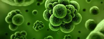 Image result for Vancomycin Resistant Enterococcus