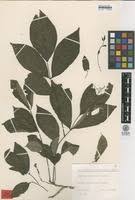 Image result for Markhamia zanzibarica