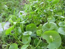 Image result for Montinia