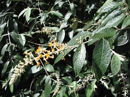 Image result for Buddleja madagascariensis
