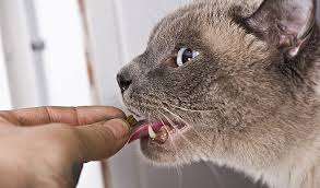 Convenia kills the bacterium by breaking down its cell wall. Convenia Zoetis Petcare