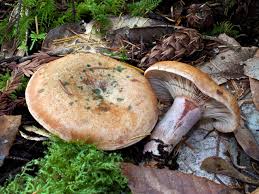 Image result for Lactarius mutabilis