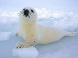 50 things to make you say awww baby harp seal cute baby animals baby animals