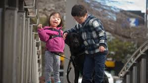 Check spelling or type a new query. Assistance Dog To Improve Lives Of Down Syndrome Kids Leo And Tiffany Stuff Co Nz