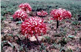 Image result for Ammocharis