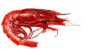 Until april 26th, 1927 there were in chile parallel, similar police forces. Carabineros Prawn
