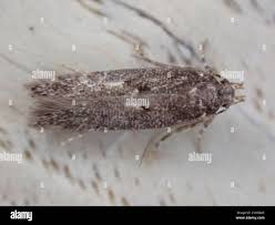 Image result for Bryotropha similis