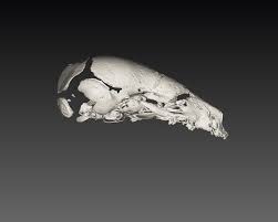 Image result for Strabomantis cornutus