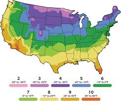 Image result for Pavetta sp. F