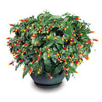 Image result for Manettia