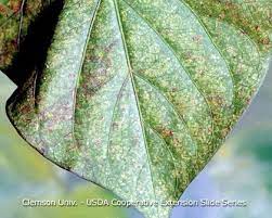 Controlling Spider Mites Natural Farming Spider Mites Eco Friendly