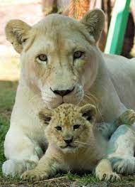 Animals Cute Animals Animals Beautiful