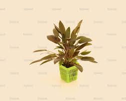 This cryptocoryne species is regarded as the most variable kind. Cryptocoryne Wendtii Brown Indo Ir Plant