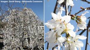 Check spelling or type a new query. Dwarf Or Small Cherry Blossom Trees With Pictures With Care Guide