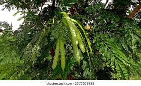 Image result for Parkia