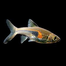 Glowlight Rasbora