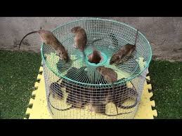 King Mouse Elektrische Mausefalle Beste Ideen Fur Rattenfallen 10 Piege A Souris Electrique 5 Youtube Homemade Mouse Traps Mouse Traps Rodent Repellent