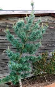 But oddly enough, taller people tend to be relatively skinnier. Trees For Tight Spaces Finegardening
