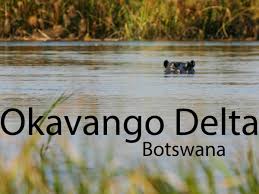 Maybe you would like to learn more about one of these? An Okavango Delta Safari In A Mokoro Bucket List