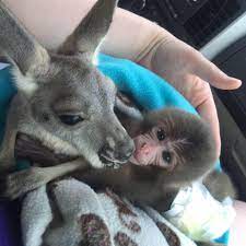 We did not find results for: Cc S Exotic Pets Home Facebook