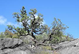 Image result for Ozoroa