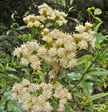Image result for Microcharis remotiflora