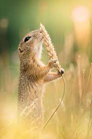 Photo Contest Slideshow Cute Animals Ground Squirrel Animals Beautiful