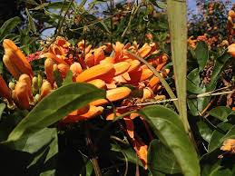 Image result for Pyrostegia