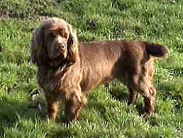 Image result for sussex španěl