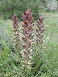 Image result for Acanthus mayaccanus