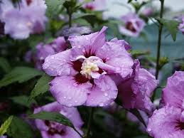 Image result for Hibiscus syriacus Violet Clair Double